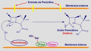 Bomba de Efluxo (Tetraciclinas, macrolídeos) Enzimas Inativadoras Ex.