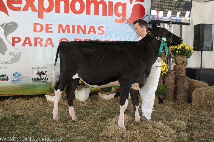 CAMPEÃ A.M.A. LAUTHORITY CRYSTAL 854 TE RESERVADA R.J.