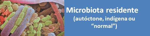 Microrganismos encontrados com regularidade em determinada área, quase sempre em altos números Não produzem doença em condições normais; Diversificada habilidade metabólica