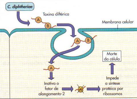 Produção de toxinas - Citotoxinas Toxina diftérica de