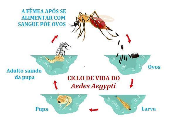 pública: a técnica do