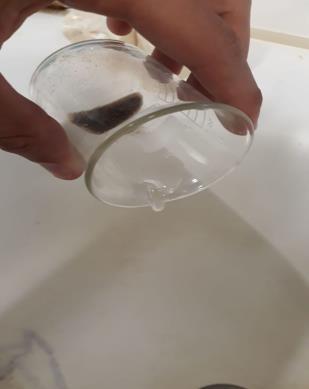 c) Secagem das amostras d) disposição da amostra em vidro de relógio na lupa.