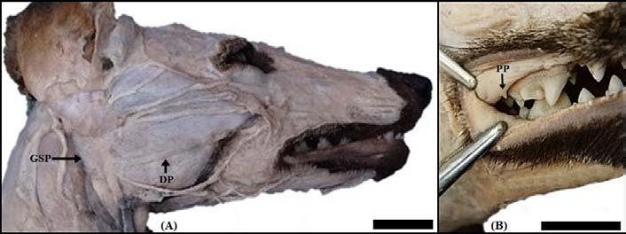 25 Figura 1: (A): Fotomacrografia da cabeça em vista lateral direita de um espécime adulto, macho, de Cerdocyon thous, evidenciando a glândula salivar parótida (GSP) e o ducto parotídeo (DP) sobre o