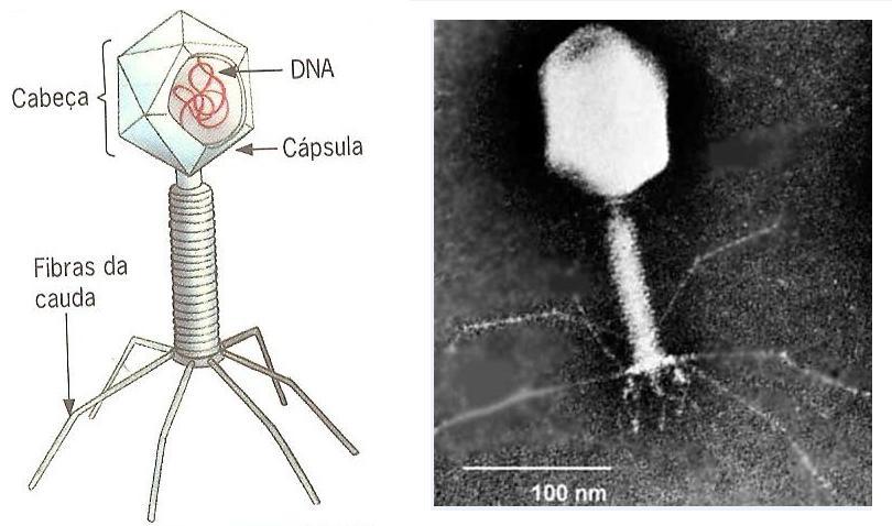 Bacteriófagos 17 DNA ou RNA. Núcleo capsídeo. Não envelopados.