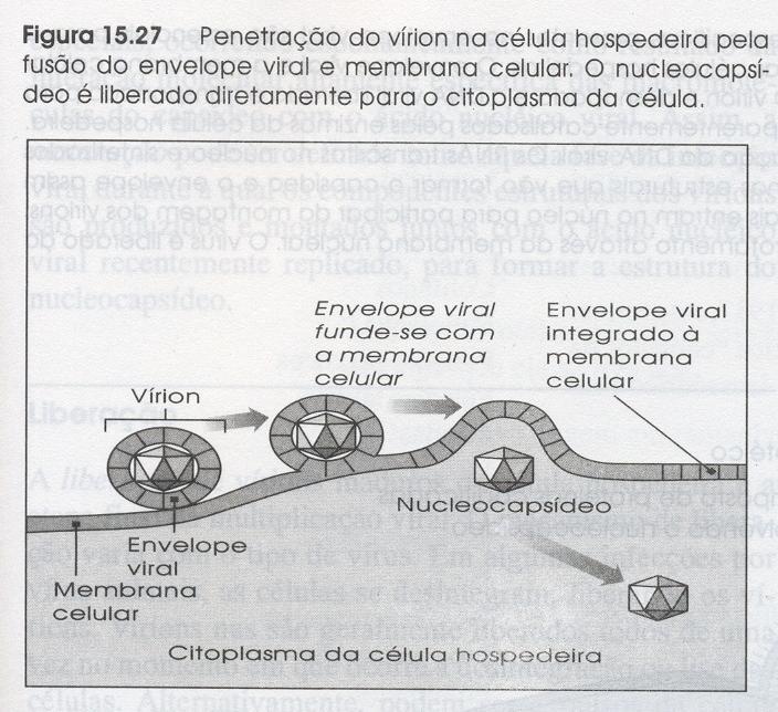 Vírus animais 19 Penetração do ácido nucleico e da cápsula. Etapas da replicação I.