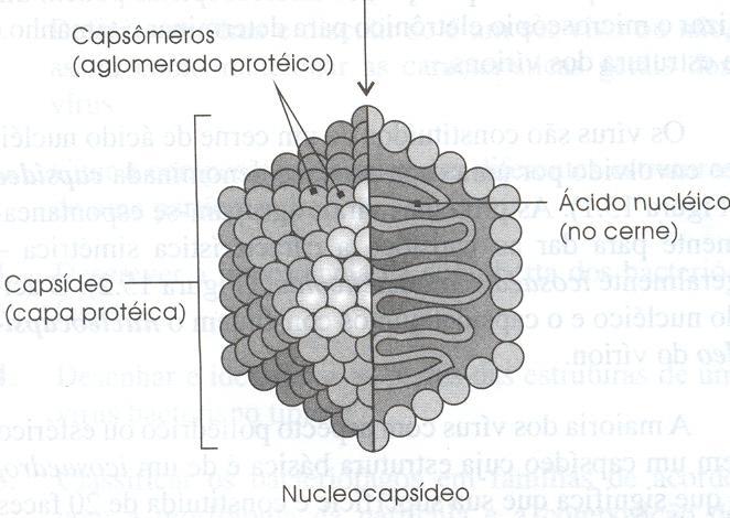 Vírus defectivo: partícula viral funcionalmente deficiente