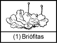 Questão 04 - Assinale a alternativa correta a respeito das características gerais das briófitas.