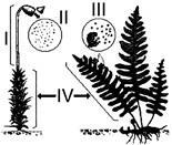 b Gametófito dioico e diploide Esporófito haploide c Gametófito masculino e Esporófito diploide haploide d Esporófito diploide Gametófito dioico e haploide e Esporófito haploide Gametófito feminino e