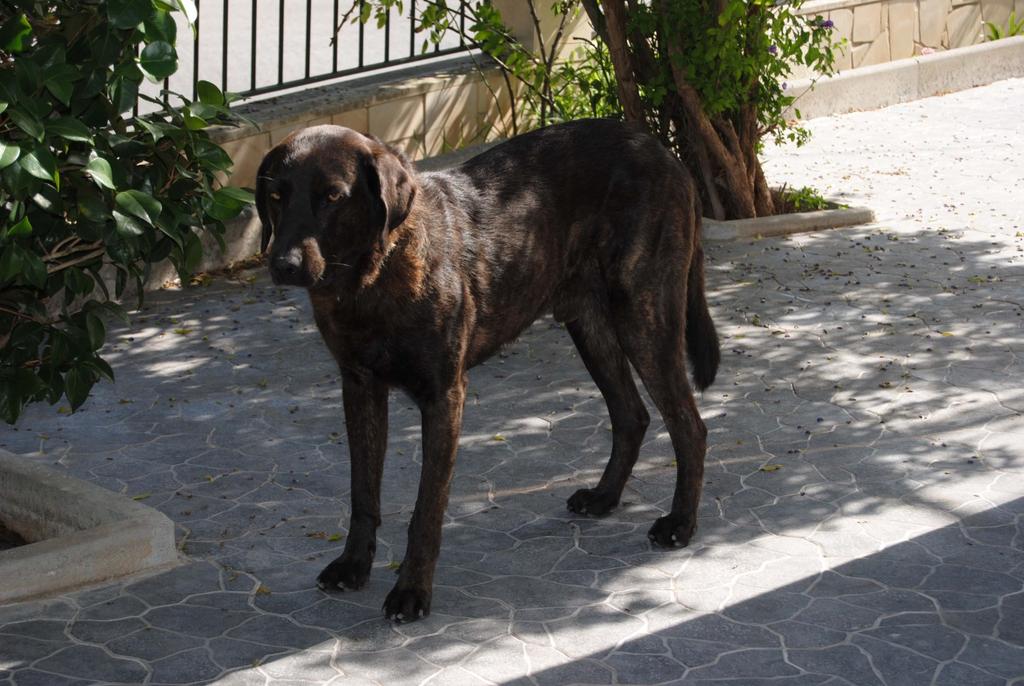 GENGISKHAN DO CASAL DA ROLIÇA Este cão, da criação de Paula Peneda, é filho de ACAPULCO e de MILADY DO CASAL DA GRANJA (campeã do mundo em 2001).