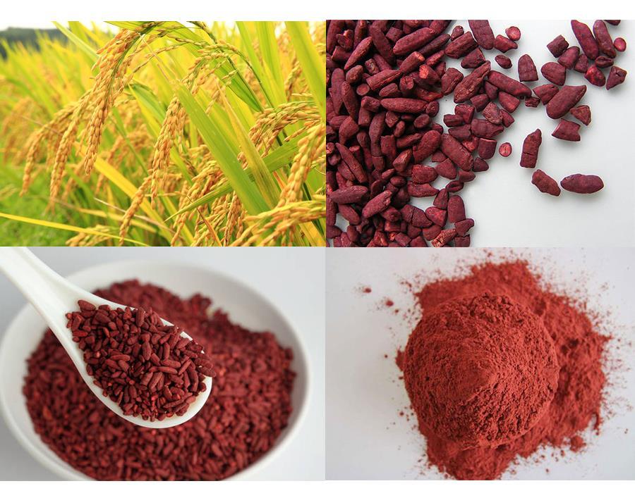 Monascus -Produtos da fermentação do arroz