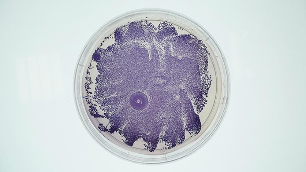 Violaceína Pigmento de cor púrpura produzido por Chromobacterium violaceum