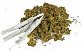 conhecidas. Originária da Ásia Central a Cannabis Sativa já era utilizada a 2300 anos a.
