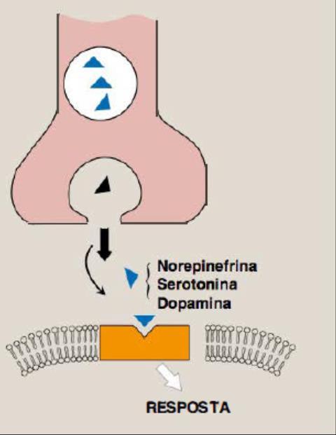 Anfetaminas (mecanismo de ação). A nível sináptico as anfetaminas agem aumentando a exocitose de norepinefrina, serotonina e dopamina ao contrário de uma sinapse normal.