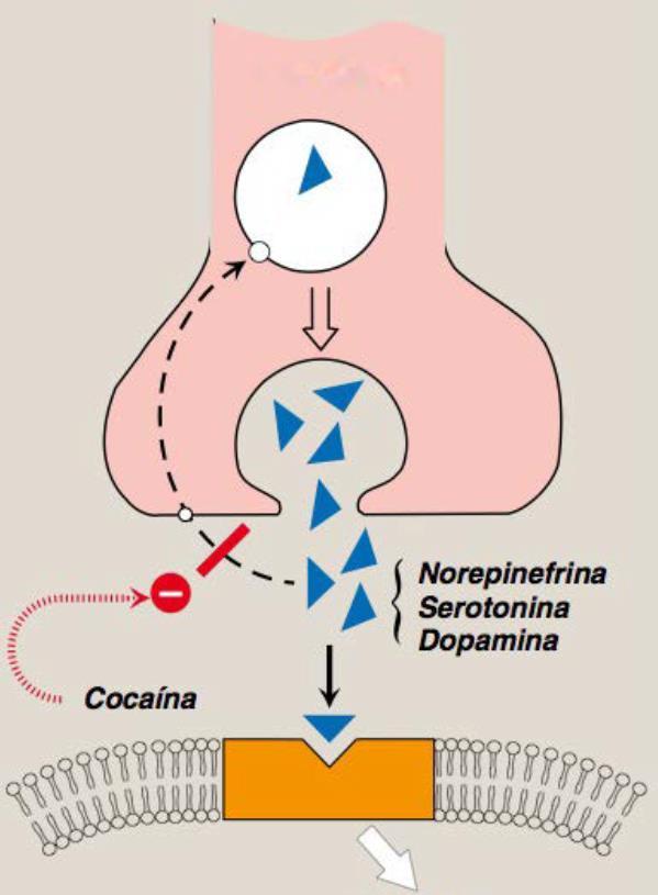 Mecanismo de ação. O mecanismos de ação da cocaína consiste em sua ligação a enzima MAO (Monoamína Oxidase), este sendo um recaptador no processo de endocitose da dopamina, serotonina e noradrenalina.