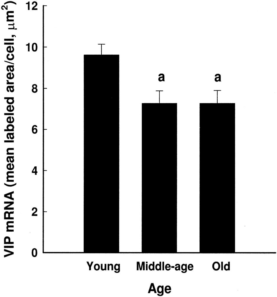 Níveis de RNAm para o VIP em fêmeas jovens, de meia-idade e idosas (mean SEM).