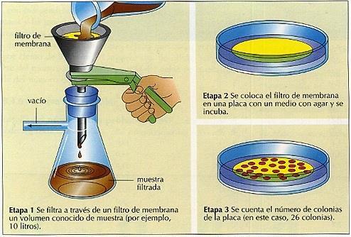 bactérias são muito