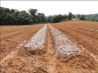 SALSÃO Protocolos de adubação 1t/ha testemunha 2t/ha 1t/ha GENÓTIPO.