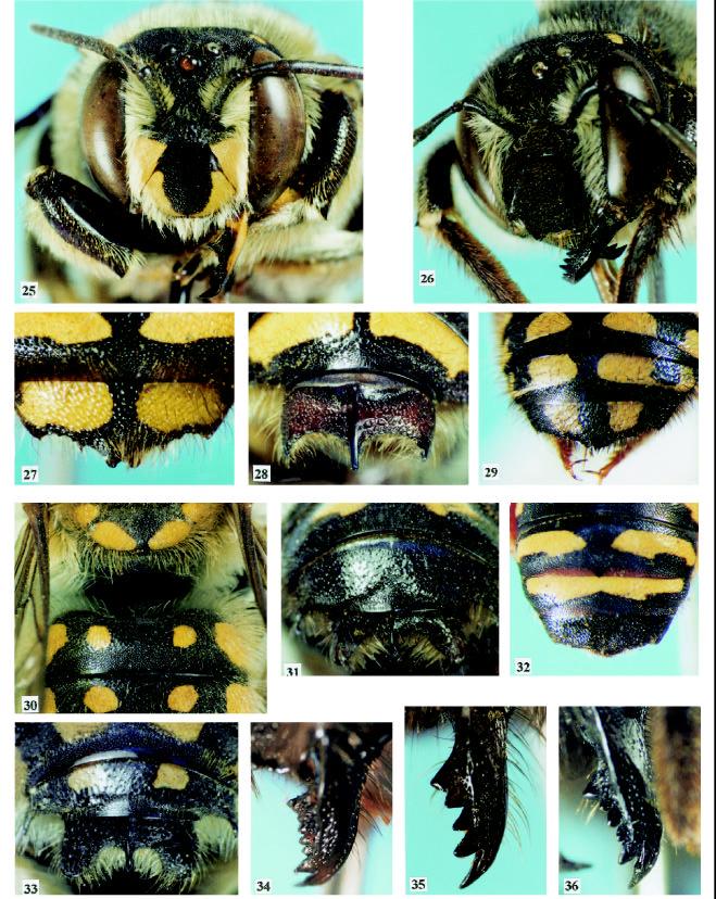 O gênero Anthidium Fabricius na América do Sul: 507 Figs. 25-36. 25-28, Anthidium andinum: 25, cabeça do macho; 26, cabeça da fêmea; 27, tergos distais da fêmea; 28, tergos distais do macho; 29, A.