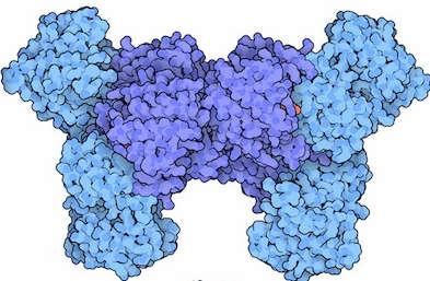 Isocitrato Desidrogenase Moduladores alostéricos