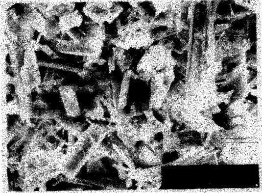 3 mostra a microestrutura do dihidrato com bórax, há formação de cristais de forma hexagonal, mais curtos e mais largos, também cristais irregulares,