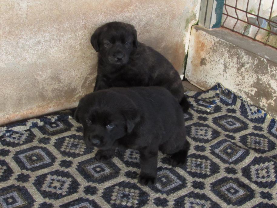 Cachorros disponíveis com o Afixo Cachorros (2 machos e 4 fêmeas) nascidos em Fevereiro de 2018.