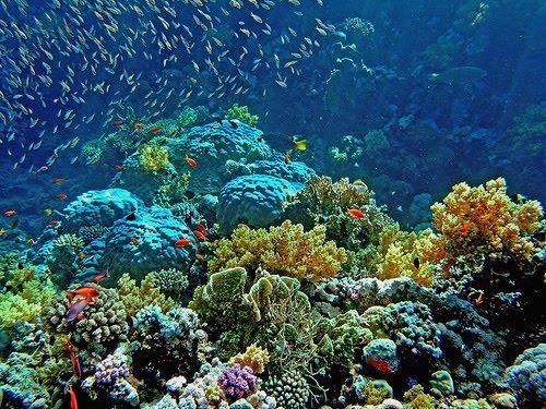 - O acúmulo de esqueletos calcários de corais originou as ilhas e os recifes de corais em águas claras, rasas e quentes das regiões tropicais.