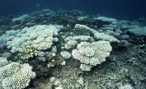 - Mas os corais estão sofrendo um processo de branqueamento, o que significa que estão perdendo as suas algas. - Sem elas, sua sobrevivência está ameaçada.