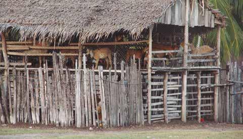 Projeto Pesca Sustentável na Costa Amazônica (PeSCA) Chiqueiros suspensos para criação de cabras. Foto: UNESCO/Fundo Vale/Milena Argenta III.