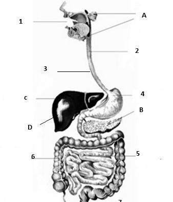 Sistema Digestório 21) Observe atentamente a ilustração do sistema digestório humano, ao lado, e faça o que se pede: a) Cite o nome dos órgãos pelos quais passa o alimento no seu caminho pelo tubo