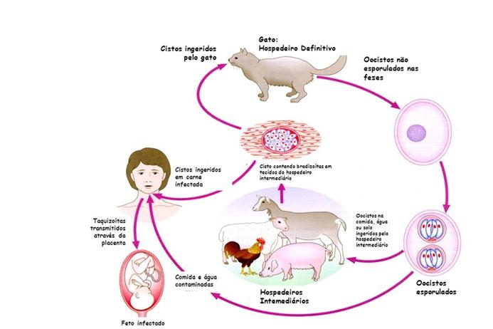 Ciclo Biológico Os gatos são os únicos hospedeiros primários de T. gondii, pois eles são os únicos mamíferos em que toxoplasma é eliminado por meio das fezes. No gato, a forma reprodutiva de T.