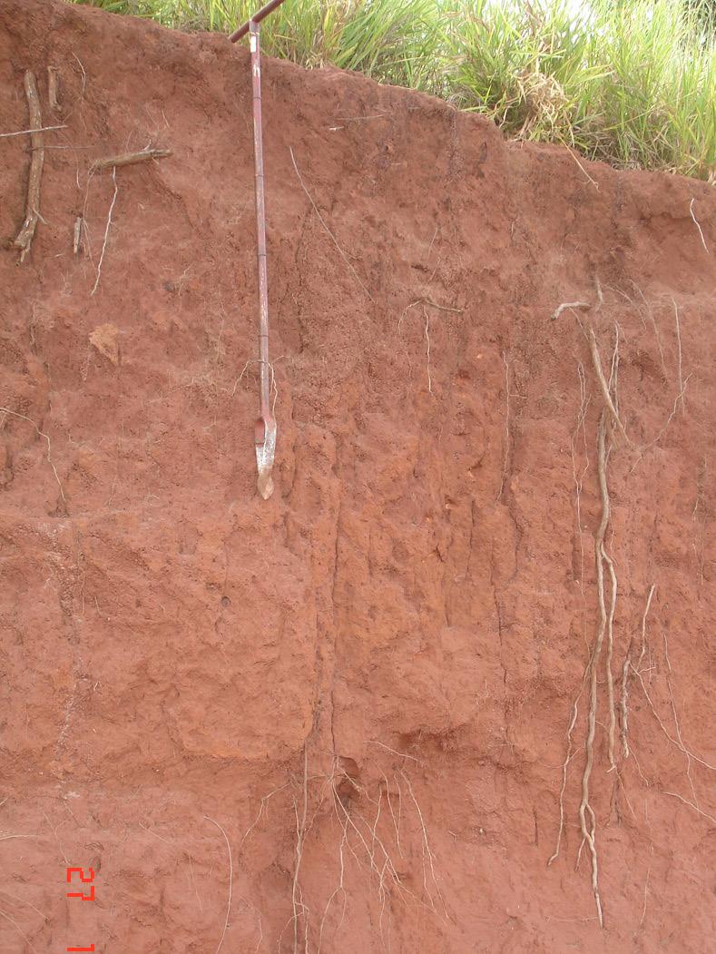 A vermiculita e a esmectita apresentam alta CTC e características de expansão e contração com a presença e ausência de água.
