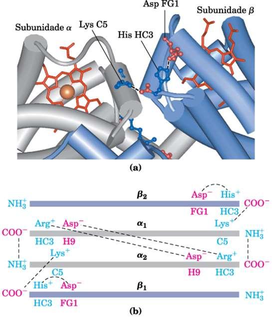 1) Ligação H + à His HC3. Forma par iônico Asp FG1. Estabiliza deoxihemoglobina estado T. H + Par iônico estabiliza forma protonada His.