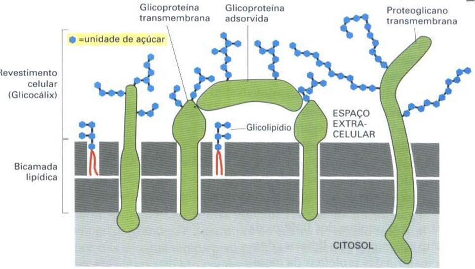GLICOCÁLIX É uma projeção da parte mais externa da membrana.