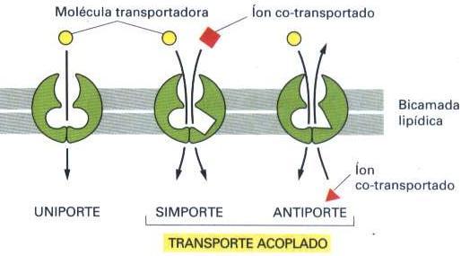 COTRANSPORTE É o transporte conjunto de duas moléculas ou íons ou íon e molécula através da membrana.