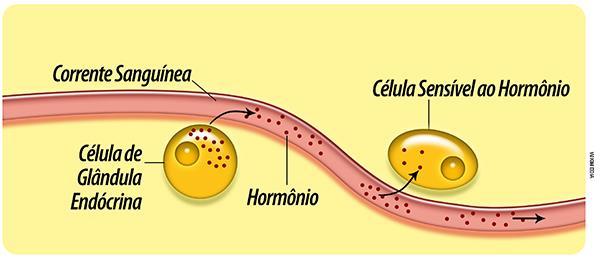 Regulação hormonal Regulação hormonal Sistema endócrino Manutenção da