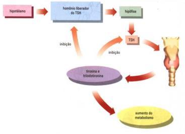 Hipotireoidismo Iodo T3 e T4 Metabolismo lento Hipertireoidismo Iodo T3 e T4 Metabolismo acelerado Bócio (inchaço