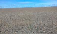 Figura 36 - Lavoura de soja pronta para a colheita, em Santa Rita do Trivelato MT ximadamente 98% colhido.