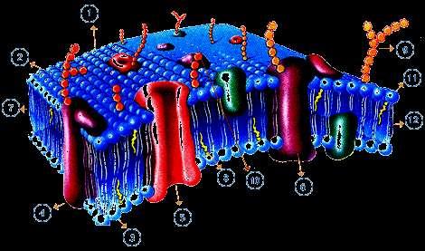 Estrutura molecular da membrana