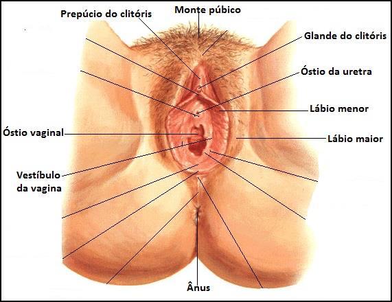 Anatomia Feminino PROF STUART - BIOLOGIA 1) Anatomia a) Pequenos e grandes lábios: Delimitam a