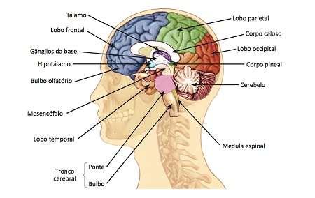 DIVISÃO DO SISTEMA NERVOSO Bulbo dele saem vários pares de nervos cranianos.