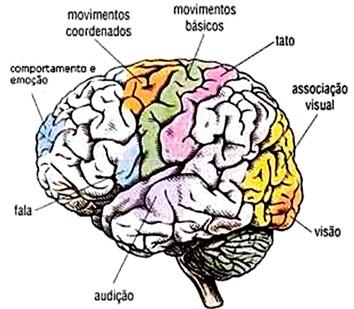 Mediadores químicos Dopamina Serotonina Acetilcolina Noroadrenalina Adrenalina CÉREBRO Funções: - Sensações; -