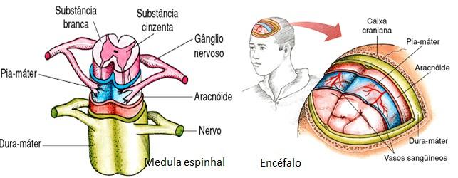 Proteção óssea (crânio e coluna vertebral). Encéfalo e medula Meninges (São três delicadas membranas que revestem e protegem o sistema nervoso central.