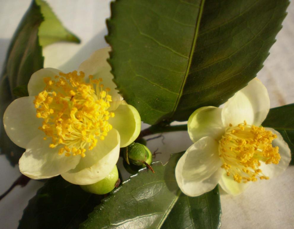 CHÁ VERDE Camellia