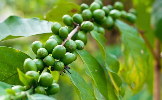 Coffea robusta L.