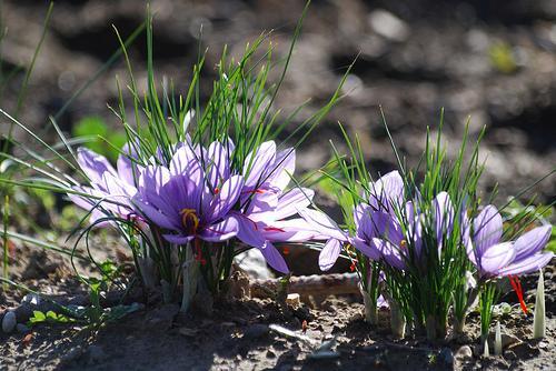 Crocus sativum