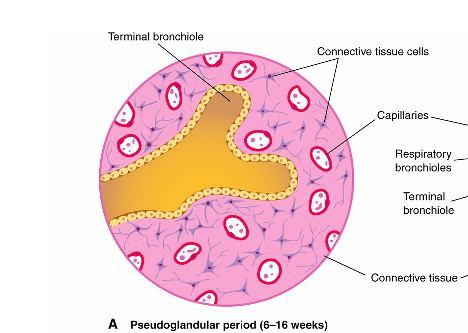 Maturação dos pulmões Período pseudoglandular Período canalicular Período sacular terminal Período pseudoglandular (6 a 16 semanas) -Pulmão