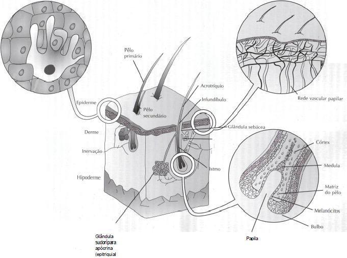 A derme suporta ainda estruturas anexas como as glândulas, os pelos e as unhas (Pavletic, 2003; Lucas, 2004; Souza et al., 2009). Figura 1.