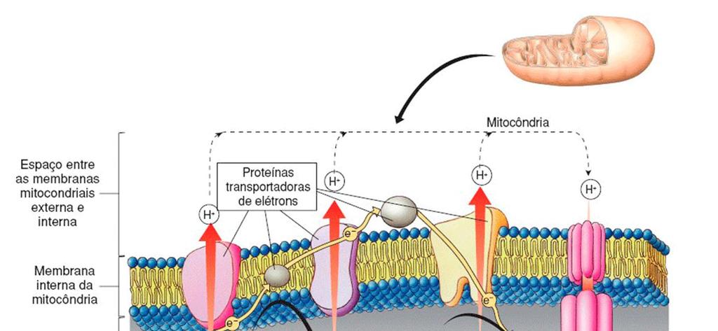 Cadeia Respiratória (Cadeia transportadora de elétrons ou Fosforilação Oxidativa) * Ocorre nas cristas mitocondriais.