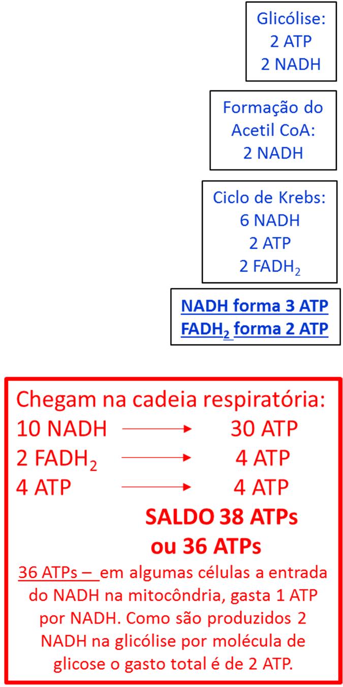 Estudo recentes alegam (cadeia respiratória) NADH forma 2,5 ATP FADH 2 forma 1,5 ATP Glicólise (hialoplasma) 2 ATP formados diretamente 2 NADH 5 ATP SALDO: 7 ou 5 ATP x Valores mais tradicionalmente