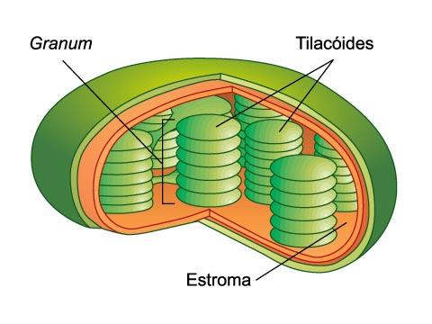 Tilacóides: CLOROPLASTOS Presente em plantas